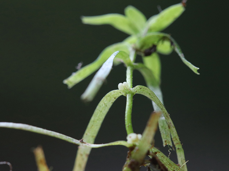Callitriche hamulata