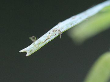 Callitriche hamulata