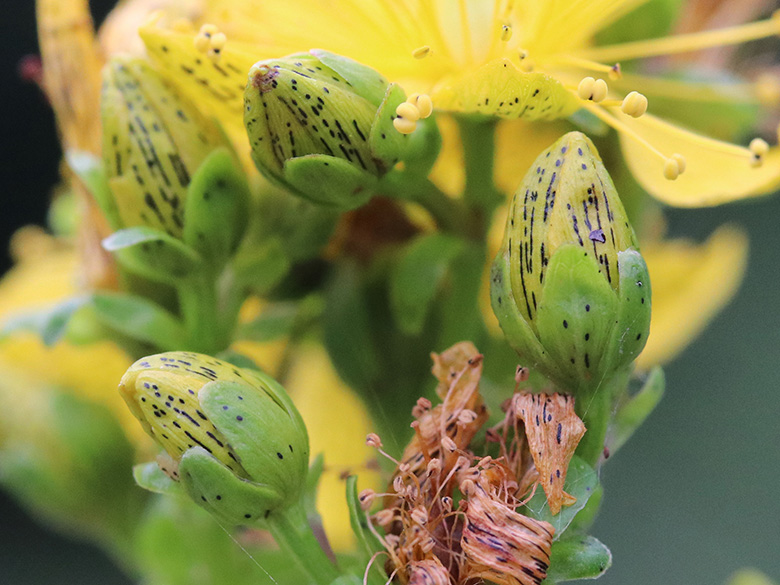 Hypericum maculatum maculatum