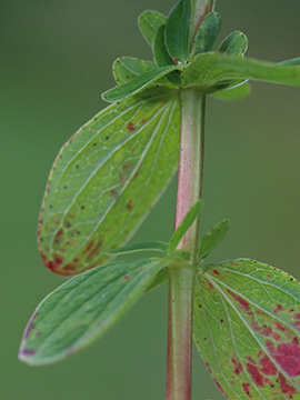 Hypericum maculatum maculatum