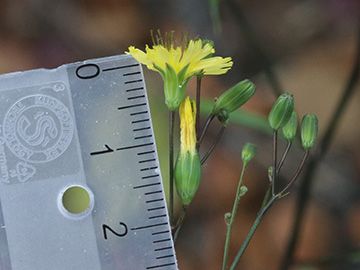 Lapsana communis communis