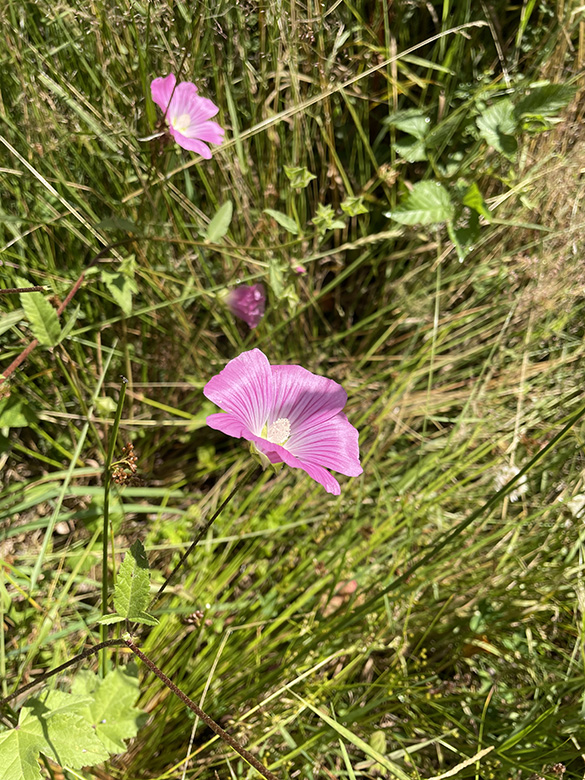 Malva punctata