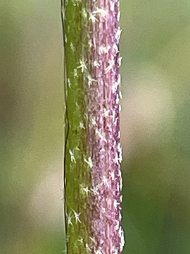 Malva punctata