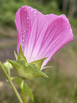 Malva punctata