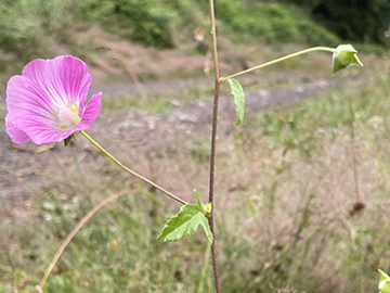 Malva punctata