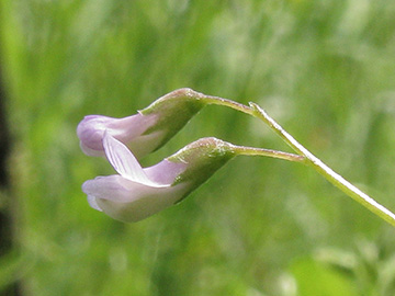 Vicia tetrasperma