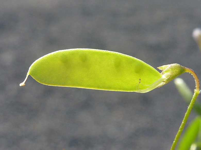 Vicia tetrasperma