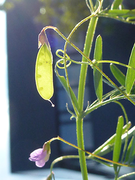 Vicia tetrasperma