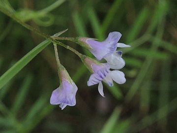 Vicia tetrasperma