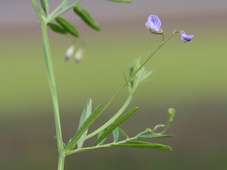 Vicia tetrasperma
