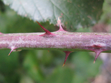 Rubus elegantispinosus