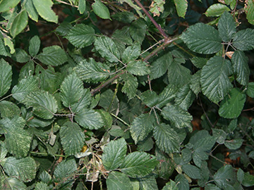 Rubus elegantispinosus