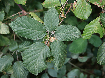 Rubus elegantispinosus