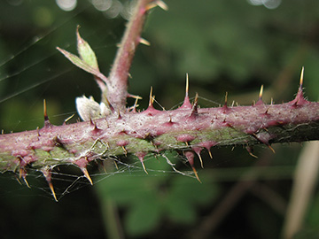 Rubus grandiflorus