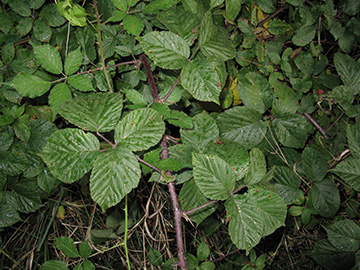 Rubus spec.