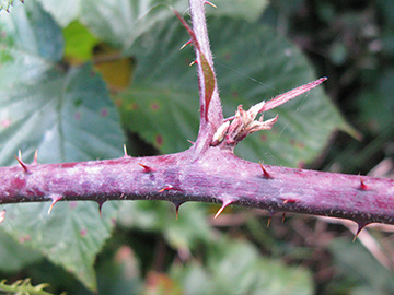 Rubus spec.