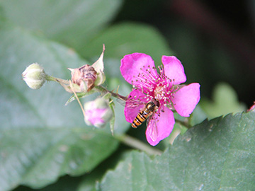 Rubus vestitus