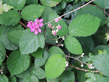 Rubus vestitus