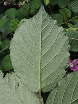 Rubus vestitus