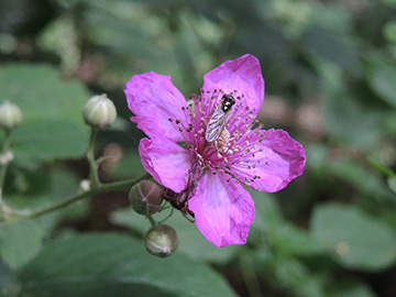 Rubus vestitus