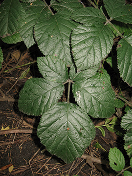 Rubus vestitus