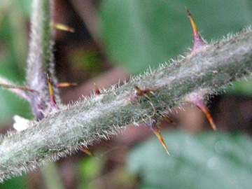 Rubus vestitus