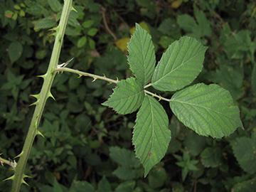 Rubus winteri