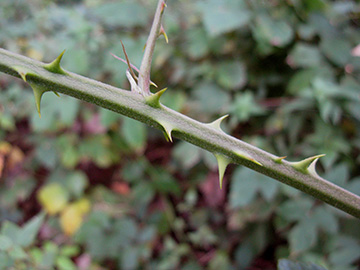 Rubus winteri