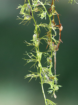 Utricularia minor